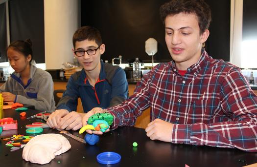 学生们制作了Play-Doh大脑模型。