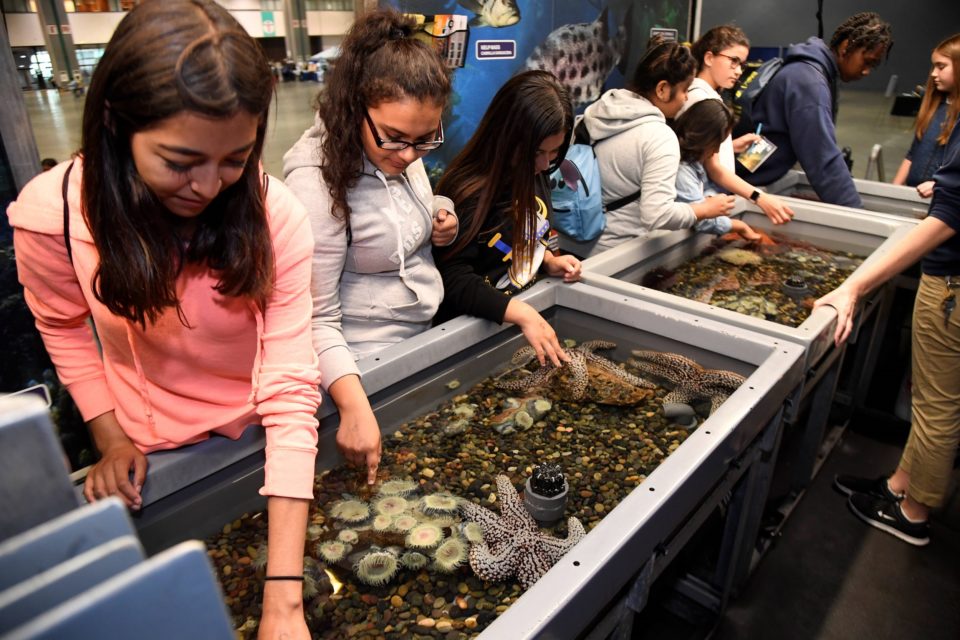 学生在2017年ISEF教育外联日与太平洋水族馆的触摸池互动。