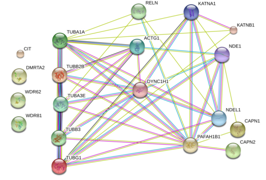 许多彩色的圆圈由一个彩色的网连接起来