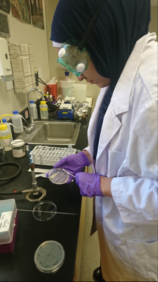 在实验室中的Saffeyya-Grace在培养皿上测试她的补救措施