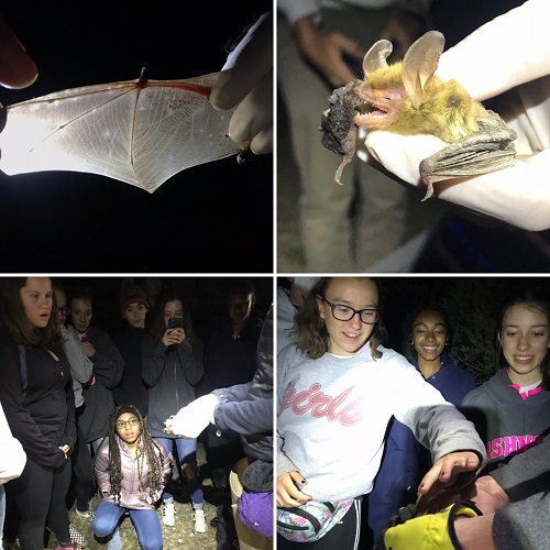 作为SANITY项目的一部分，一些学生对蝙蝠进行了研究。