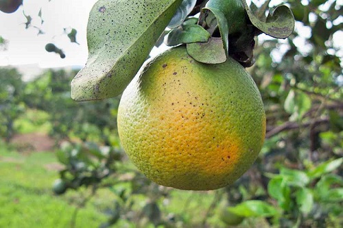柑橘黄化病是一种杀死柑橘树的疾病，已经摧毁了佛罗里达州的柑橘产业。