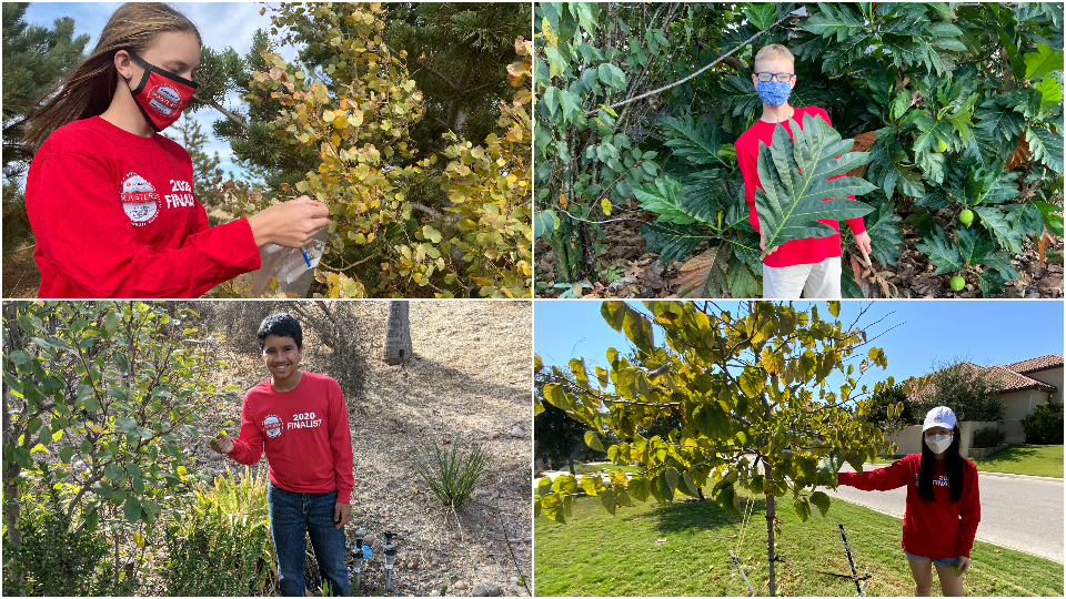 四幅图的网格-博通大师2020决赛选手正在收集树叶