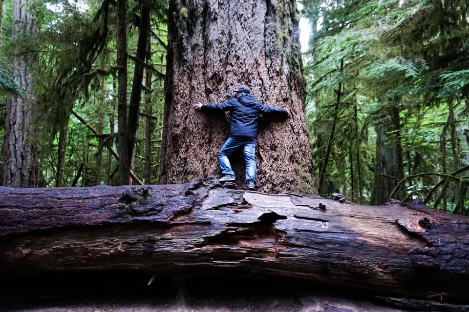 加拿大温哥华岛的一个800岁的Douglas Fir.Credit ... Matthew Bailey / VWPICS / Universal Image Group，通过Getty Images