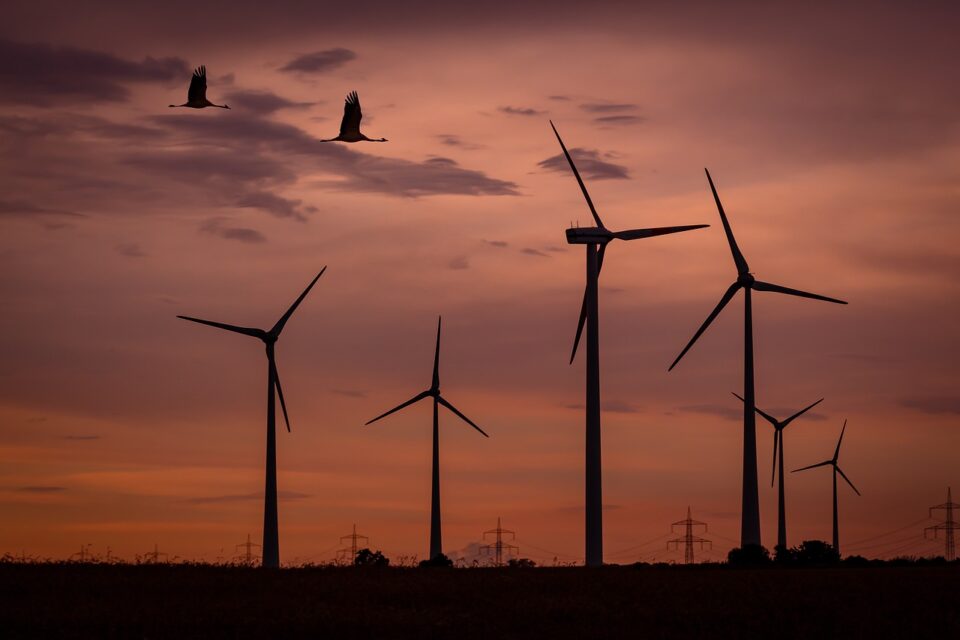 Birds flying near wind turbines