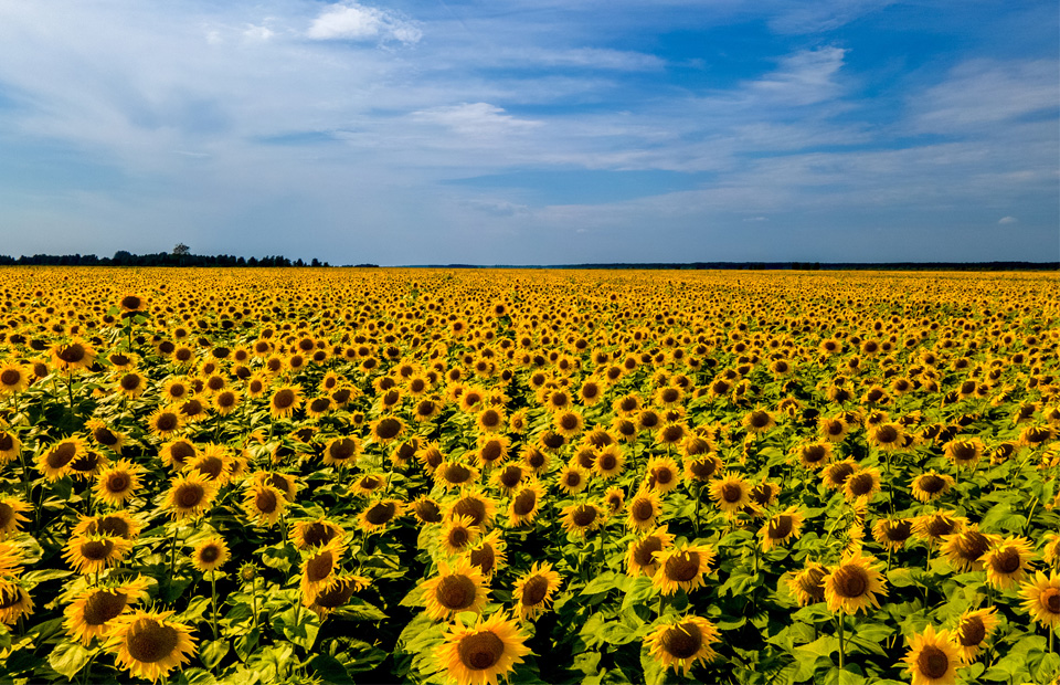 向日葵田，乌克兰利维夫，lviv的葵花籽田的风景景观