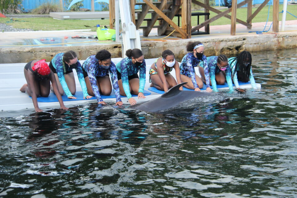 一群年轻女孩坐在码头上，看着海豚游泳。