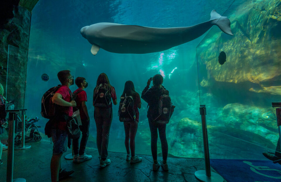 参加博通大师国际2022的学生们在乔治亚水族馆观看鲸鲨